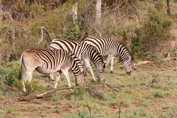 Obraz premium SOUTH AFRICAN ZEBRA on a cloudy winter day.