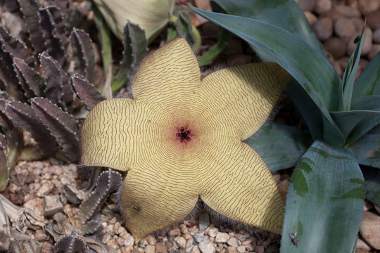CLOSE-UP OF STAPELIA GIGANTEA FLOWER IN SOUTH AFRICA