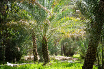 Obraz premium View of the UNESCO enlisted oasis with traditional water channels and various palms in Al Ain, United Arab Emirates.