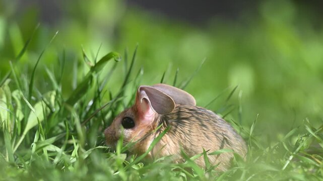 A cute Williams Jerboa (Allactaga williamsi) searching for food among the green grass.
