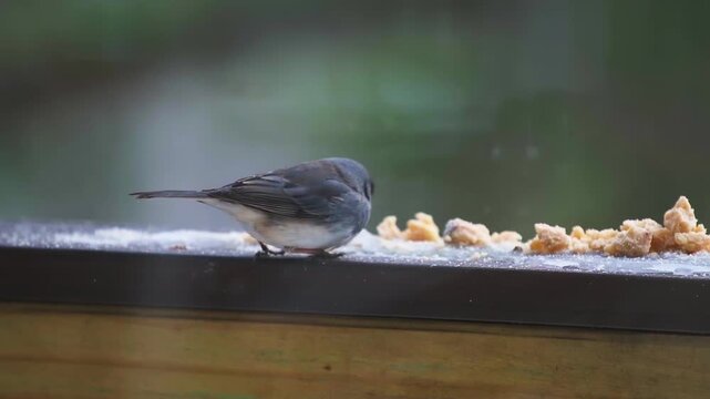 Dark-eyed junco cute bird perched on house balcony in Virginia winter snow, funny jumping eating suet feed macro closeup in slow motion