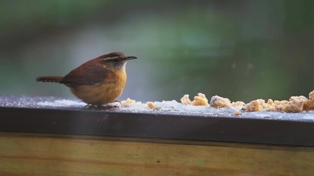 Carolina wren cute wild bird perched on house balcony in Virginia winter snow, funny eating suet feed macro closeup in slow motion