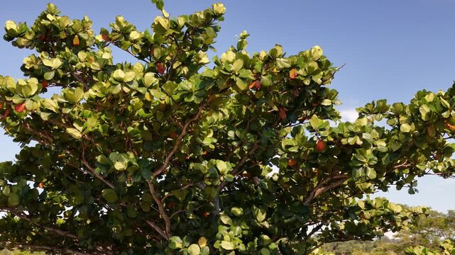 Sea almond tree branches moving in wind