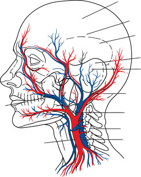 Human anatomy illustration, head neck vascular system, carotid artery jugular vein blood vessels, skull cervical vertebrae medical physiology education science art