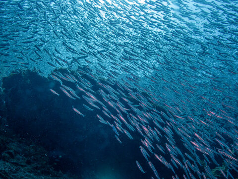 Silversides