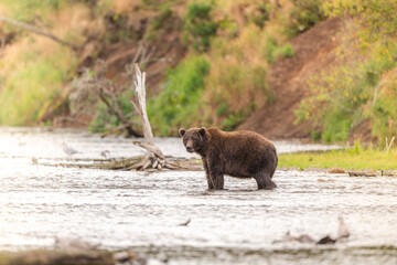 Alaskan brown bear standing in Brooks River