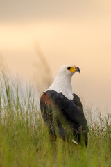 African Fish Eagle perched on the ground at sunset