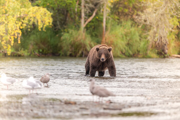 Alaskan brown bear standing in Brooks River