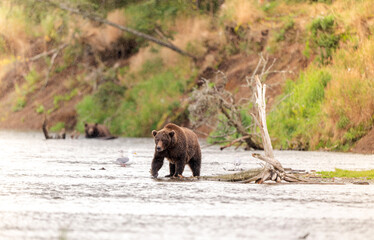 Alaskan brown bear standing in Brooks River
