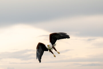 African Fish Eagle in flight over the Chobe River