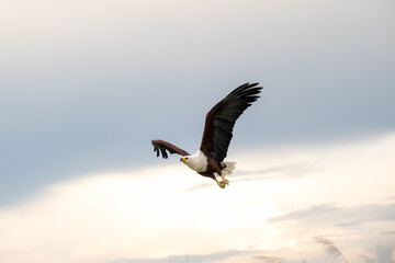 African Fish Eagle in flight over the Chobe River