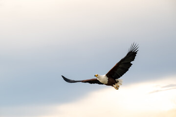African Fish Eagle in flight over the Chobe River