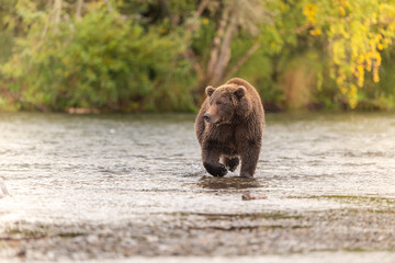 Alaskan brown bear standing in Brooks River