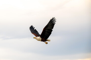 African Fish Eagle in flight over the Chobe River