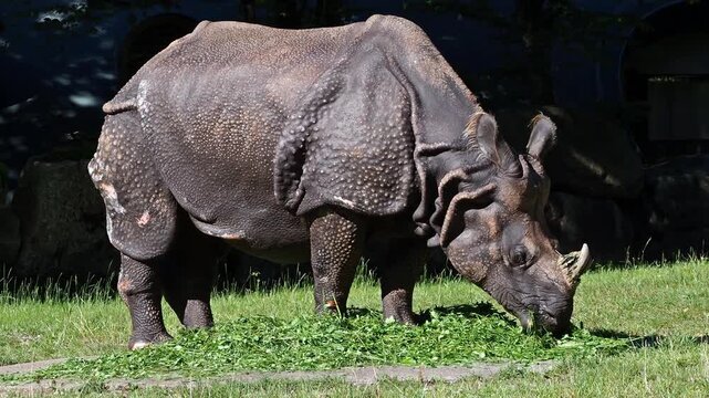 The Indian Rhinoceros, Rhinoceros unicornis is also called Greater One-horned Rhinoceros and Asian One-horned Rhinoceros and belongs to the Rhinocerotidae family.