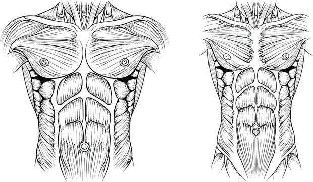 Human anatomy illustration, torso muscles front view, pectoralis rectus abdominis obliques serratus anterior, medical physiology fitness training education science art diagram