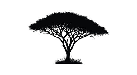 Acacia tree with detailed branches and foliage a striking silhouette © md