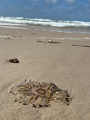 jellyfish on the beach © Mentall Wellness
