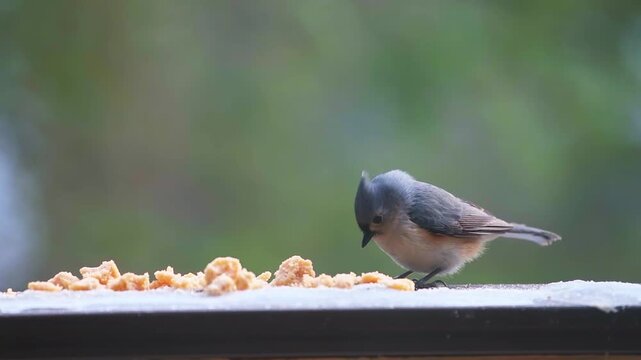 Tufted titmouse titmice wild bird perched on balcony in Virginia winter snow, eating suet seed feed flying away macro closeup in slow motion