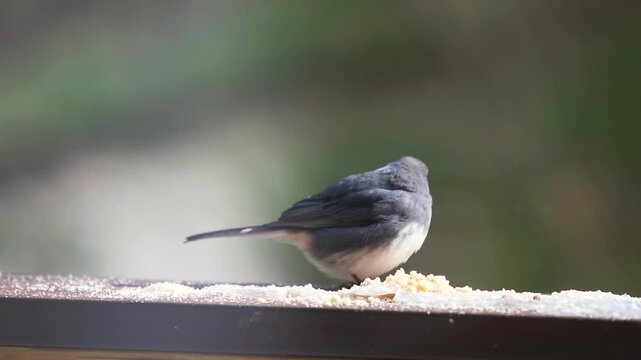 Dark-eyed junco cute bird perched on house balcony on cold winter snow in Virginia, eating suet feed flying away macro closeup slow motion