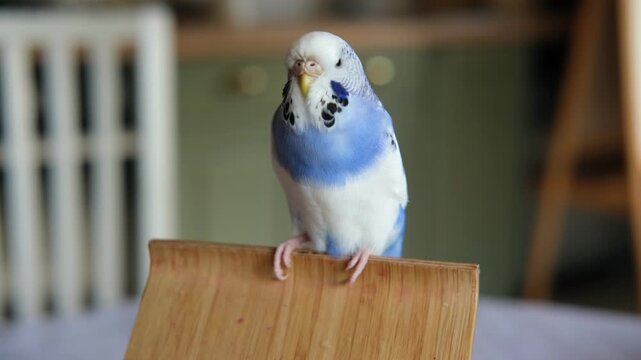 Blue white budgie perched on armrest, quiet indoor portrait of tame parakeet showcasing speckled plumage and delicate beak, soft neutral background, closeup resting pose conveying companion bird vibe