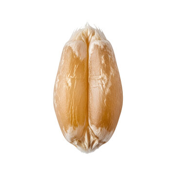 Single wheat grain kernel isolated on transparent background