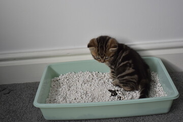 Un hermoso gatico aprendiendo a usar la arenera © Paola