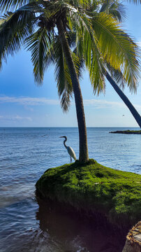 palm tree on the beach