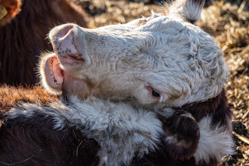 Fototapeta premium Close-up of brown and white beef cow grooming itself by licking fur, natural livestock behavior on rural farm