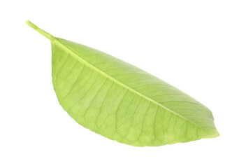 Fresh green leaf of citrus plant isolated on white