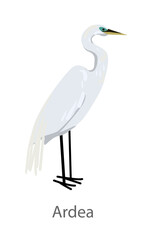 Fototapeta premium Flat vector illustration of a white heron standing in side view. Elegant wading bird isolated on a white background suitable for educational and design projects.