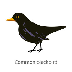 Fototapeta premium Flat vector illustration of a common blackbird in side view. Black songbird isolated on a white background.