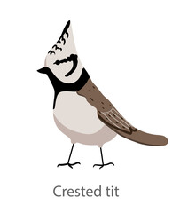 Flat vector illustration of a crested tit in side view. Small forest songbird with a pointed crest isolated on a white background. © Marina