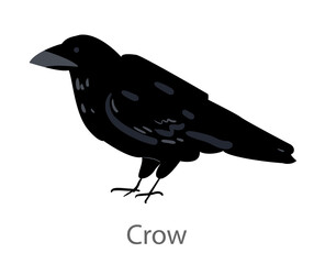 Fototapeta premium Flat vector illustration of a crow in side view. Black corvid bird isolated on a white background.