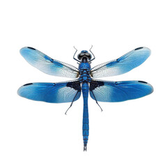 A striking blue dragonfly with transparent wings resting on a dark surface