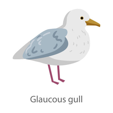 Flat vector illustration of a glaucous gull in side view. Seabird isolated on a white background.
