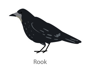 Flat vector illustration of a rook in side view. Black corvid bird isolated on a white background. © Marina
