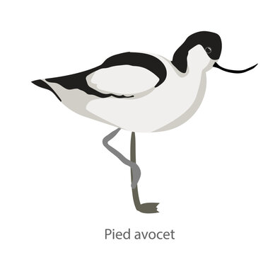 Flat vector illustration of a pied avocet standing on one leg in side view. Elegant wading bird isolated on a white background.