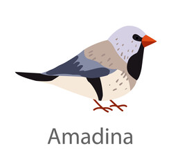 Fototapeta premium Flat vector illustration of a zebra finch (amadina) in side view. Small exotic finch bird isolated on a white background, suitable for educational and design use.