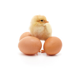 Small yellow chick standing among brown eggs.