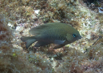 Longfin Damselfish