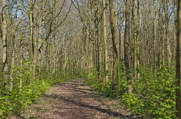 Fototapeta premium Hiking trail through a sunny spring forest in Kalkense Meersen nature reserve, Wichelen, Flanders, Belgium 