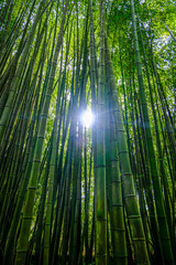Fototapeta premium Sunlight shining through tall bamboo forest, green nature background