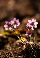 Fioletowy wiosenny kwiat - przylaszczka pospolita (anemone hepatica), makro kwiatów w lesie.  © mycatherina