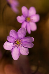 Fioletowy wiosenny kwiat - przylaszczka pospolita (anemone hepatica), makro kwiatów w lesie.  © mycatherina