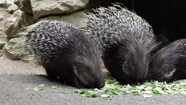 The Indian crested Porcupine, Hystrix indica or Indian porcupine is a large species of hystricomorph rodent belonging to the Old World porcupine family Hystricidae