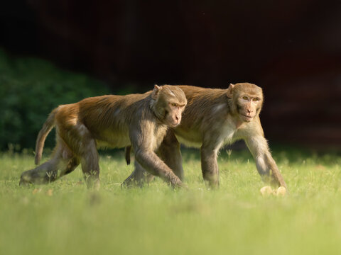 Macacos