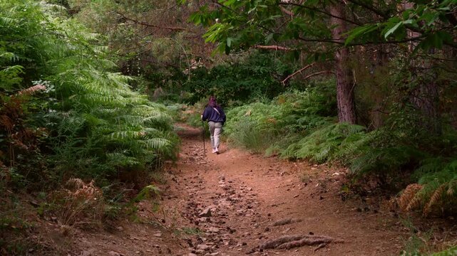 Woman with a walking stick trekking on a forest path during the camino de santiago in spain