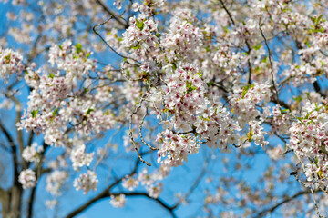 Beautiful spring Sakura flower on cherry tree. Sakura flower in bloom in spring. Spring nature. Sakura with white color blooming flower. Blossom spring season. Japanese cherry. Sakura blossom