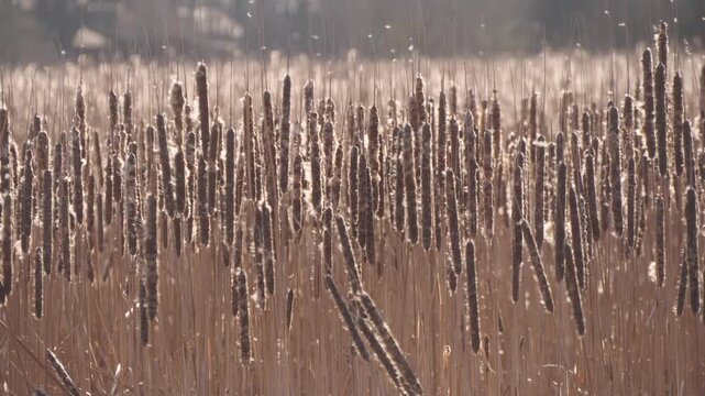 dry cattail seeds sway in the wind